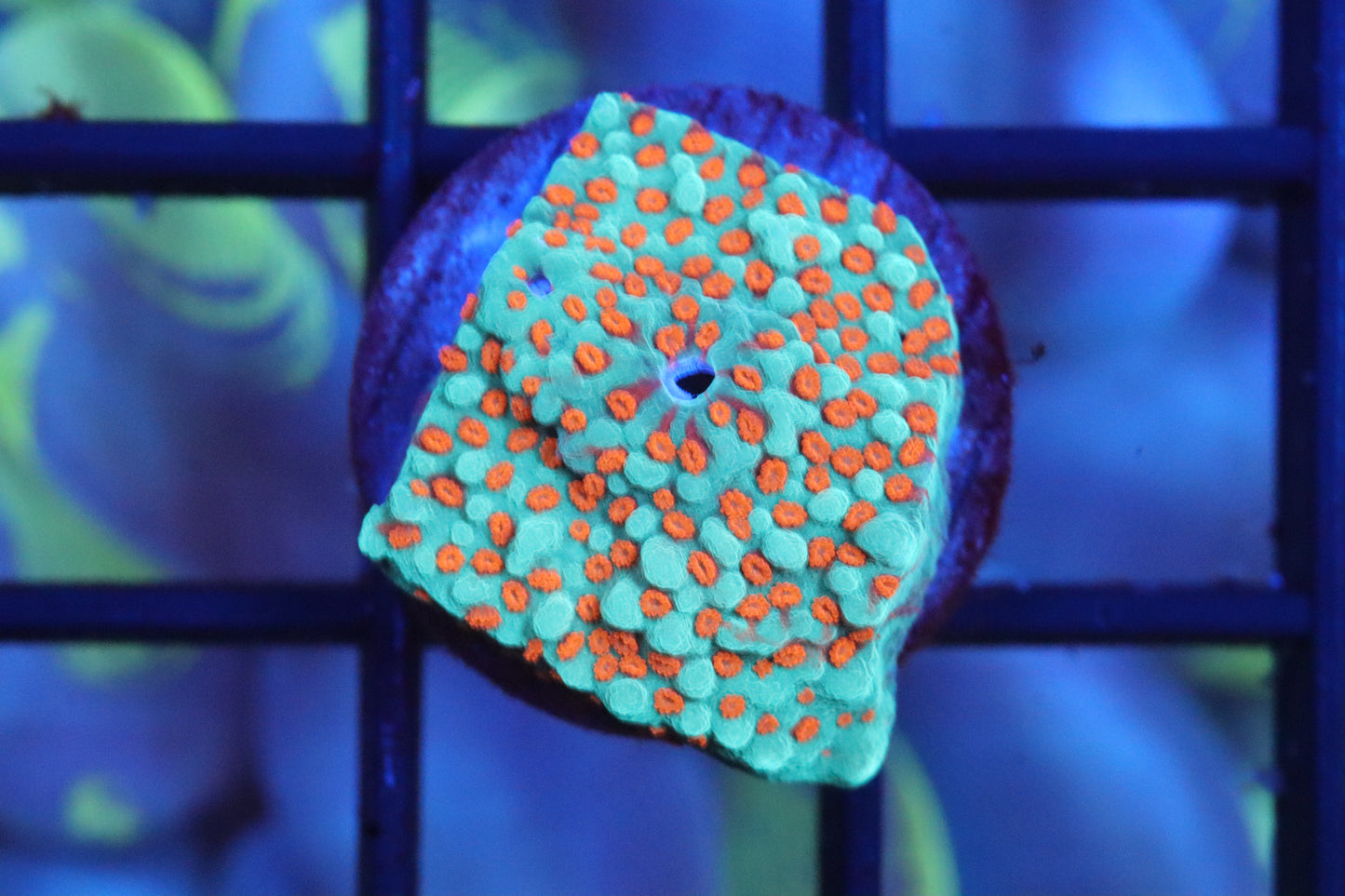 Green Encrusting Montipora