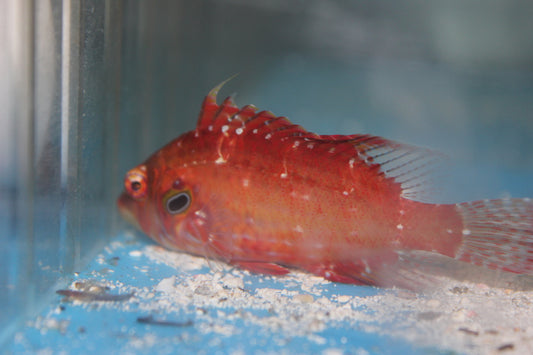 Cockerel Wrasse - Pteragogus enneacanthus
