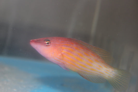 8-Line Wrasse