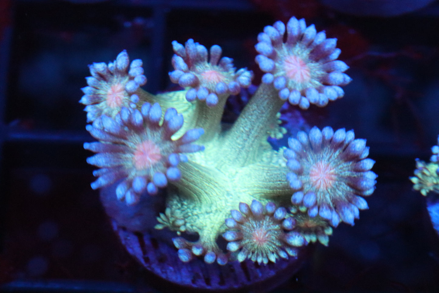 Strawberry Glitter Goni