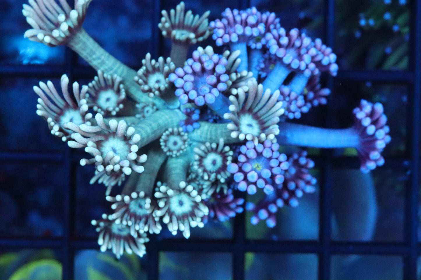 Grape Acid Double Goni