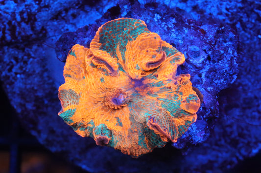 Ultra Rainbow Jawbreaker C
