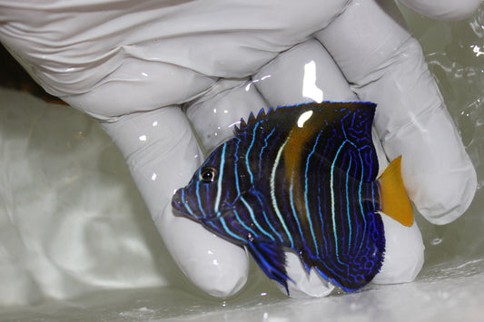 BA Maculosus Angel (1" CB juv)