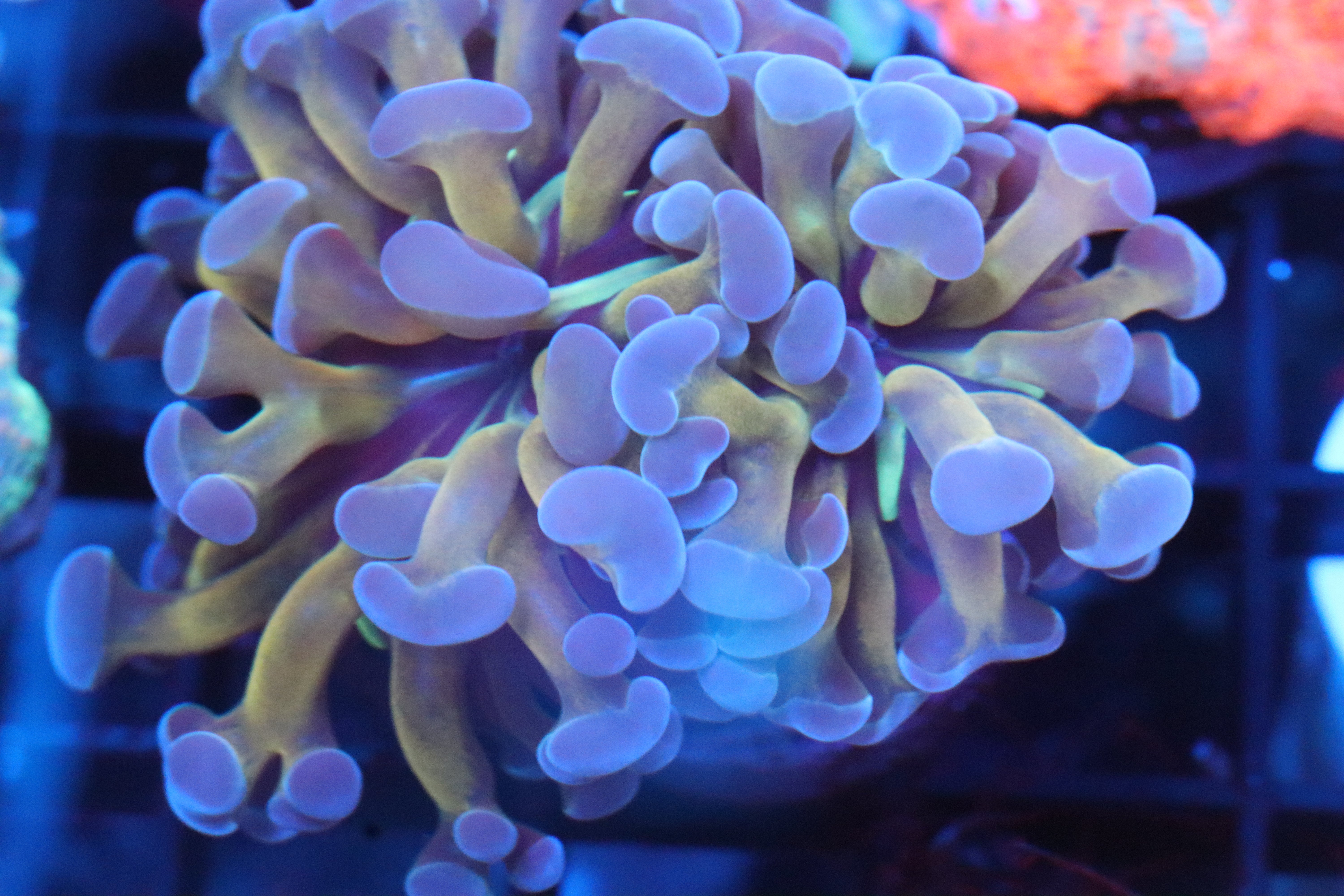Great Beginner Coral – NYAquatic