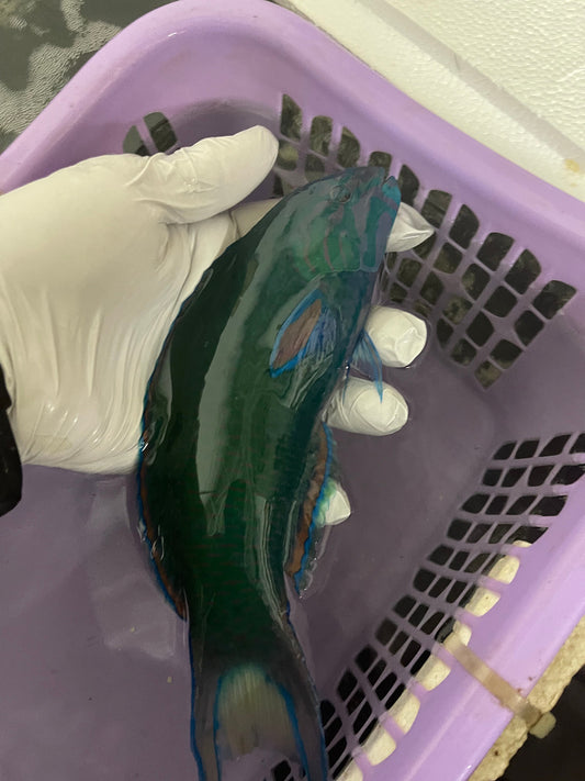Lunare Wrasse (12”)