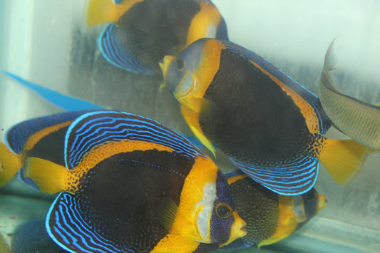 Scribbled Angel | Chaetodontoplus duboulayi (3-4" female)