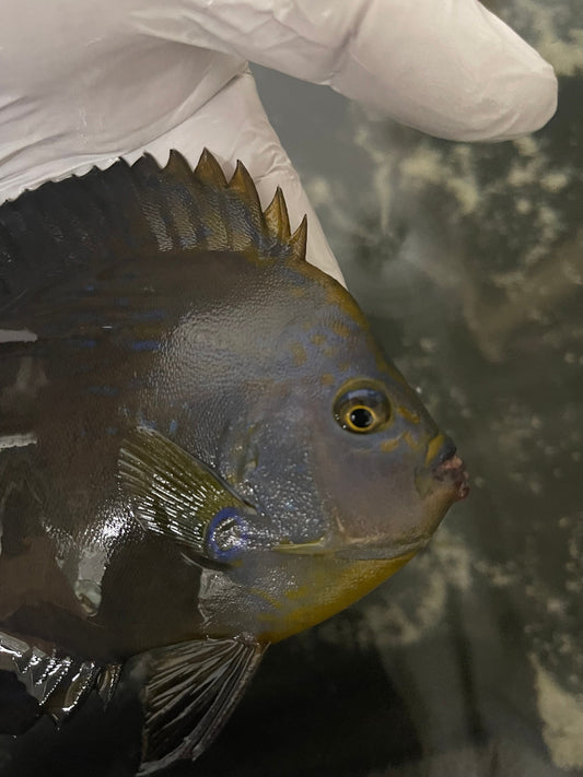 Maze (orange face) Angelfish-Chaetodontoplus Chrysocephalus 5-6"