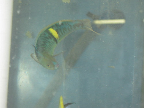 Pseudocoris Bleekeri