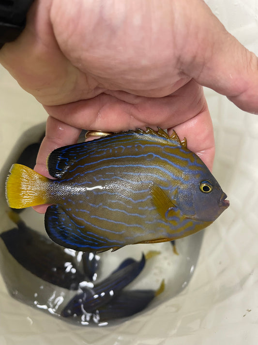Maze (orange face) Angelfish | Chaetodontoplus Chrysocephalus 5"