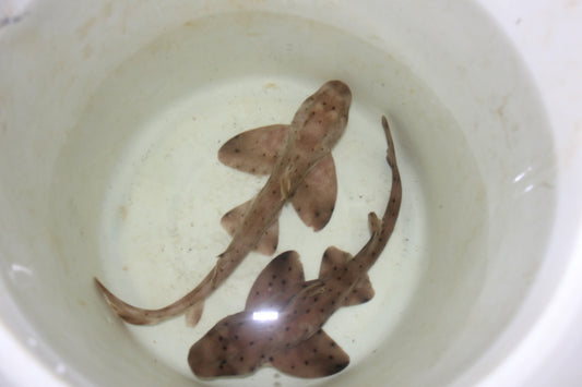 California Horn Shark (Heterodontus francisci) -15"