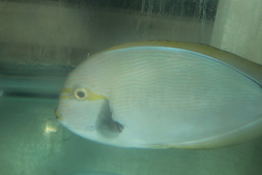 Mata Tang-(9-10")