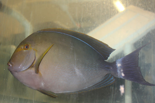 Yellow Fin Tang (Acanthurus xanthopterus) 13"