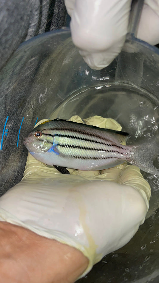 Lamarck Angelfish (4” Male)