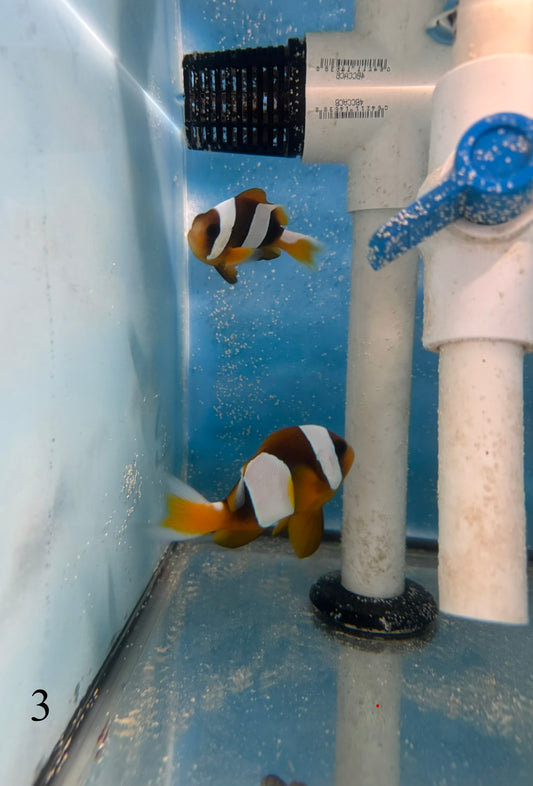 Madagascar Clownfish Mated Pair - WYSIWYG #3
