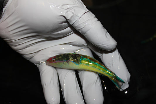 Royal Pencil Wrasse-Male