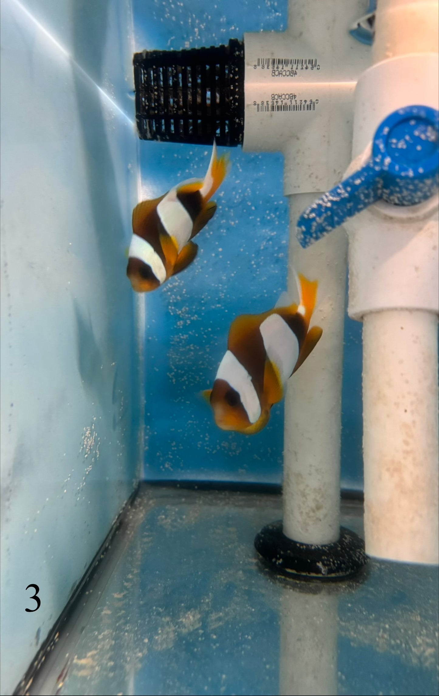 Madagascar Clownfish Mated Pair - WYSIWYG #3