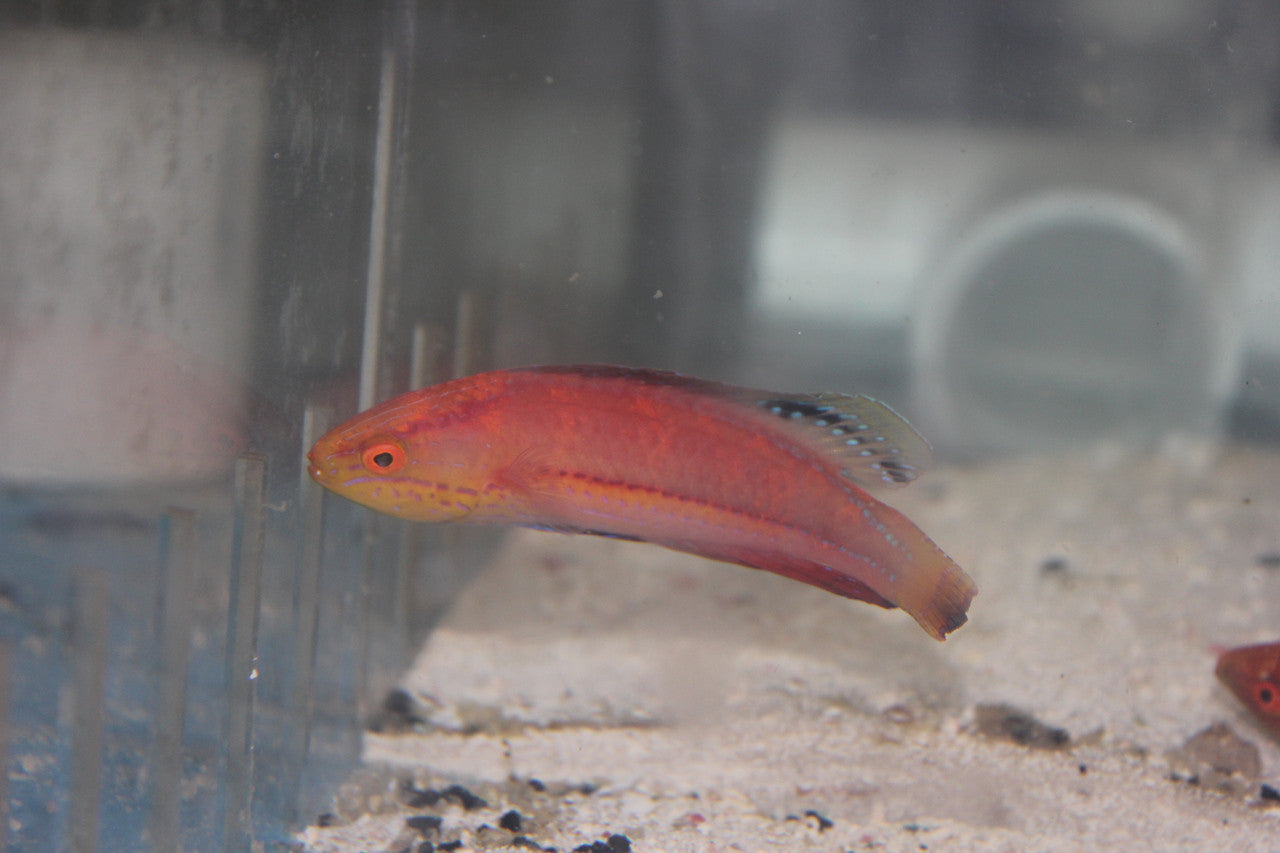 Katoi Fairy Wrasse-  (CIrrhilabrus Katoi) -  XL Male