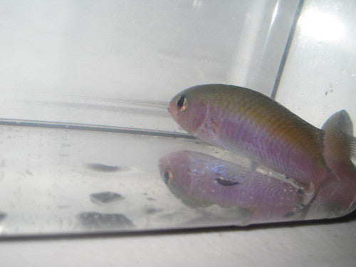 Purple Chromis (Australia)