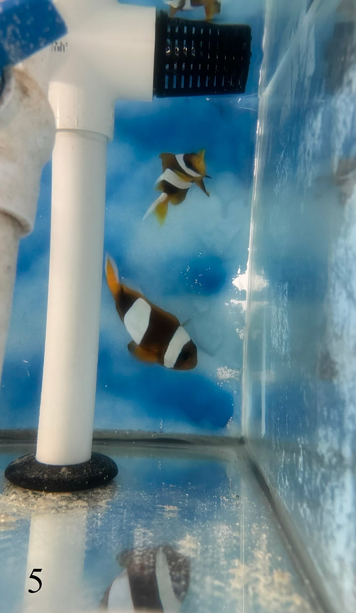 Madagascar Clownfish Mated Pair - WYSIWYG #5