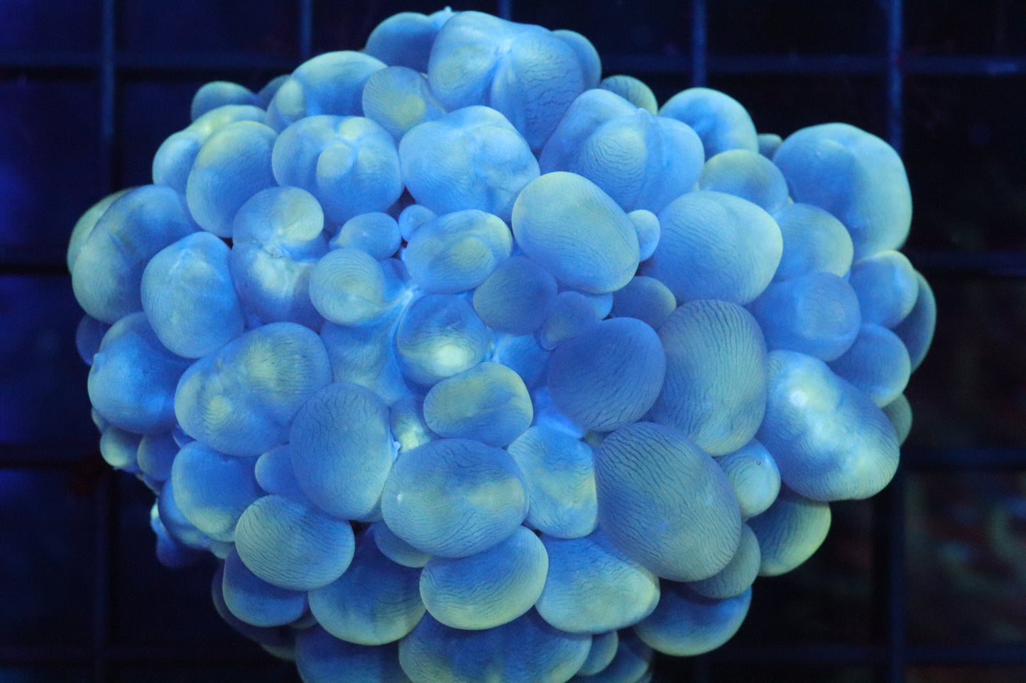 Pearl Bubble Coral