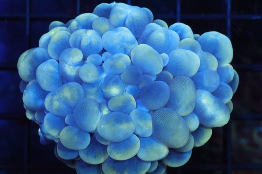 Pearl Bubble Coral