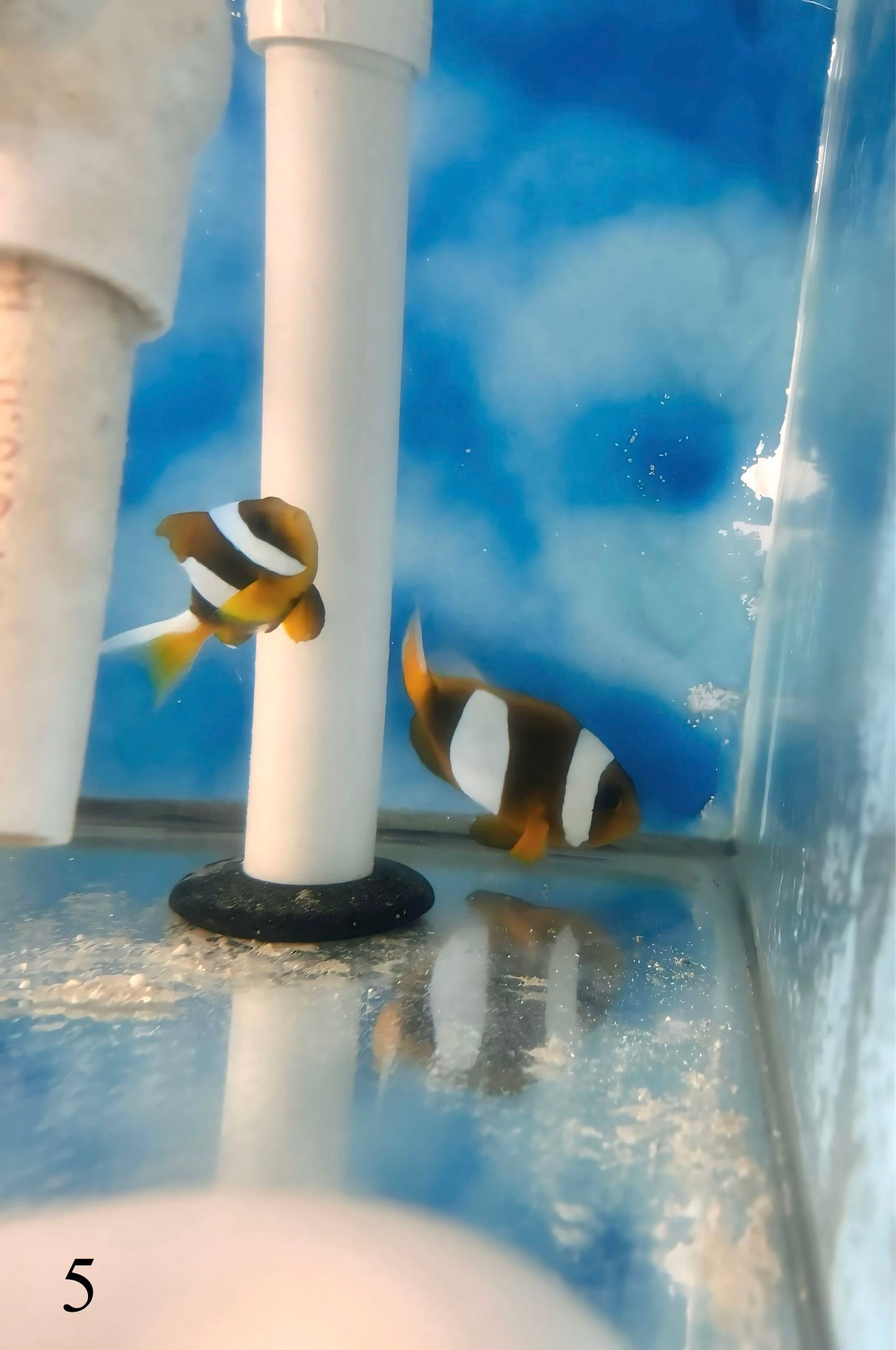 Madagascar Clownfish Mated Pair - WYSIWYG #5