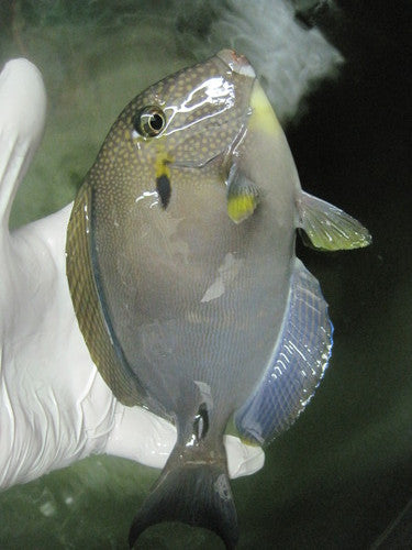 White Freckeled (Maculiceps) Tang (8")
