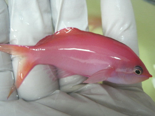 Dispar Anthias-XL male