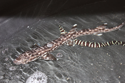 Marble Cat Shark (12")