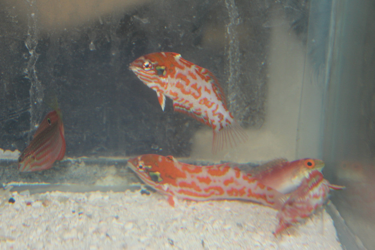 Choati Leopard Wrasse-Australia (2-3”)