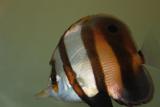 Muelleri Butterfly (4-5")