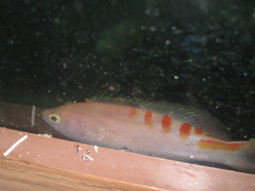 Tiger Queen Anthias