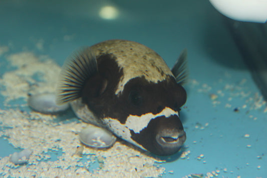 Panda (masked) Puffer-Red Sea (5-6")