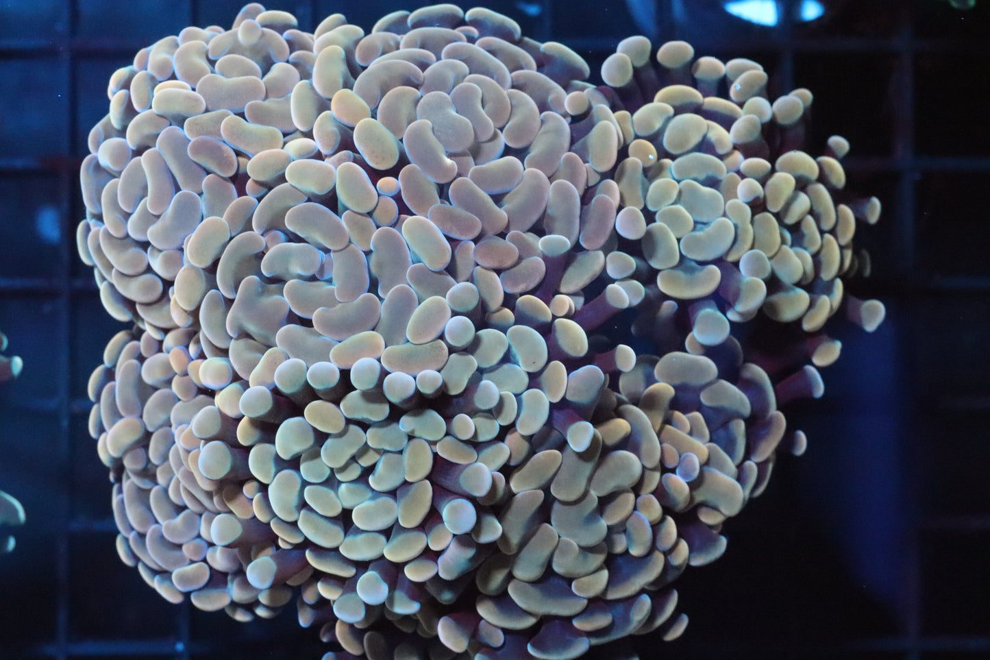 Rose Branching Hammer Colony 2