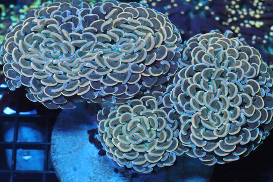 Rose Branching Hammer Colony