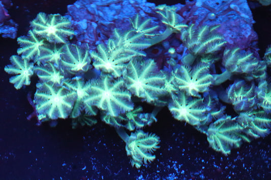 Neon Cloves Colony