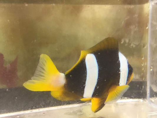 Madagascar clown (female)  /  Amphiprion Latifasciatus