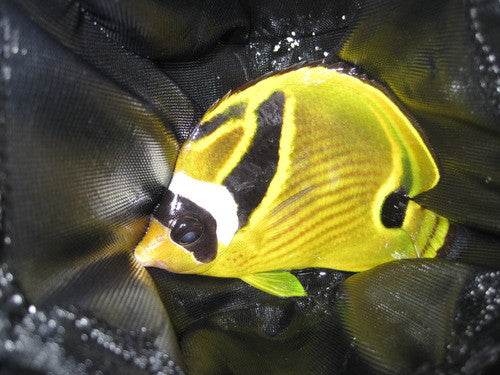 Raccoon Butterflyfish (Hawaii, 3")
