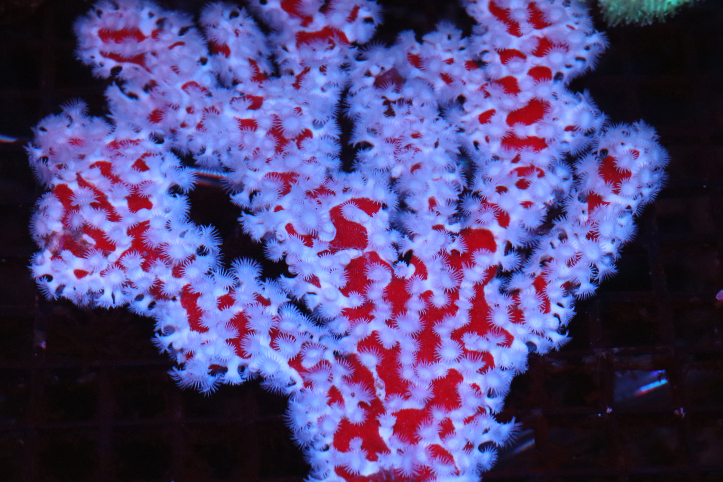 Spider Sponge | Trikentrion flabelliforme