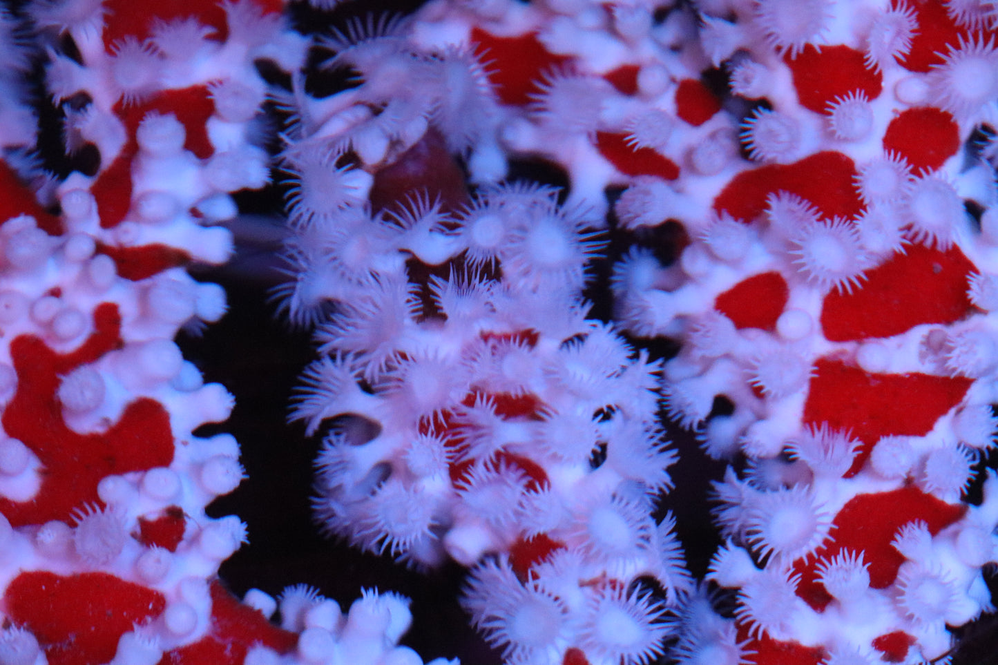Spider Sponge | Trikentrion flabelliforme
