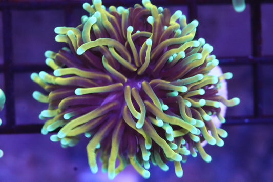 Dragon Soul Torch (99)