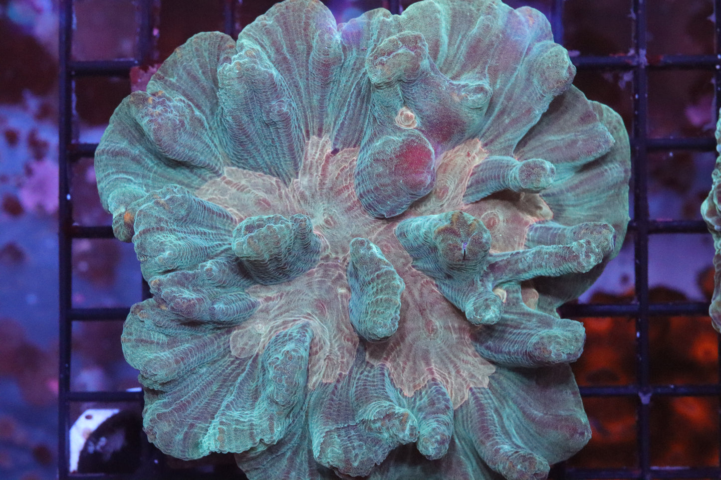 Green & Gold Pectinia Colony