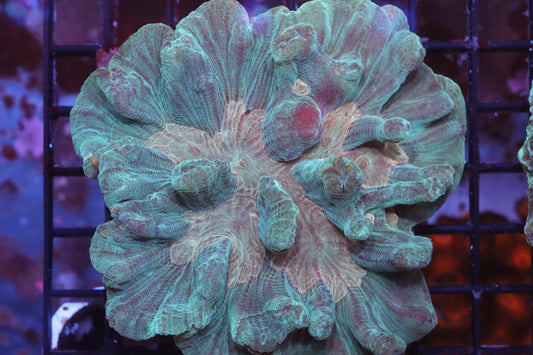 Green & Gold Pectinia Colony