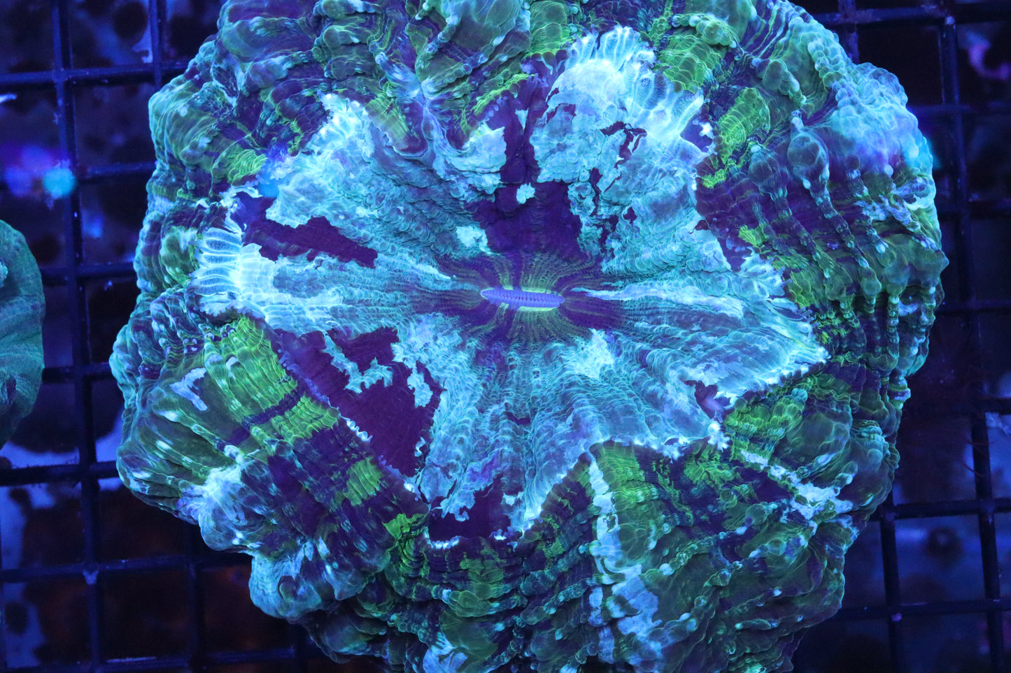 Super Green Acantho ~4"