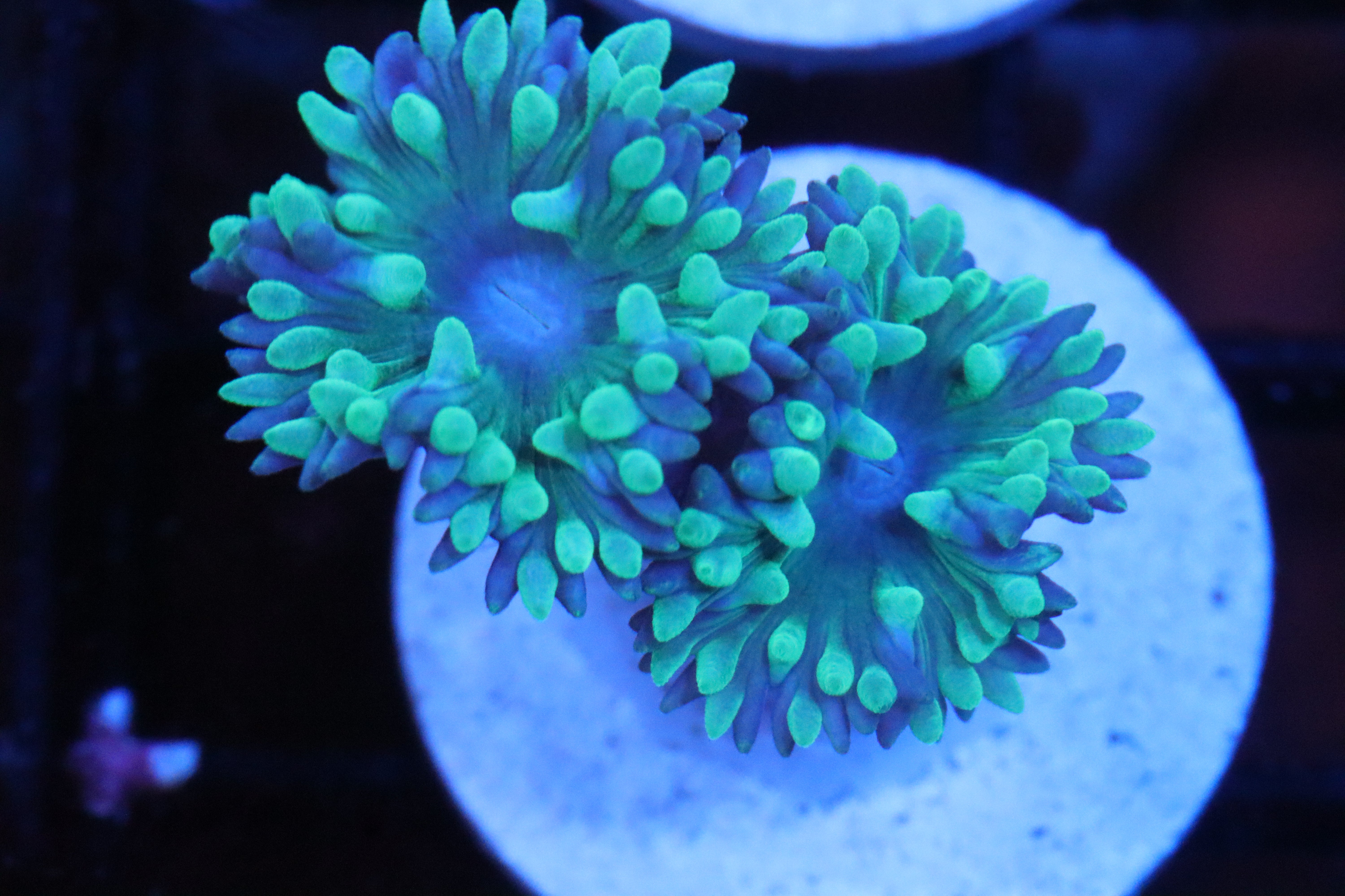 Beginner Corals - Easy Starter Corals for New Reef Tanks