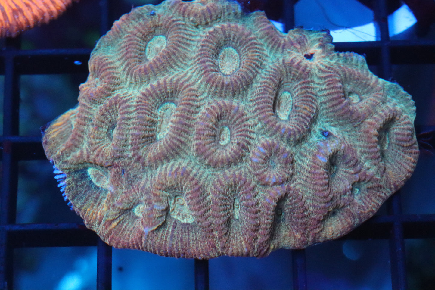 Orange Nugget Favia Mini Colony