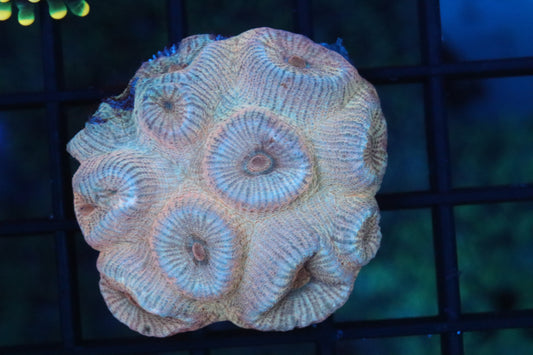 Orange Favia Mini Colony