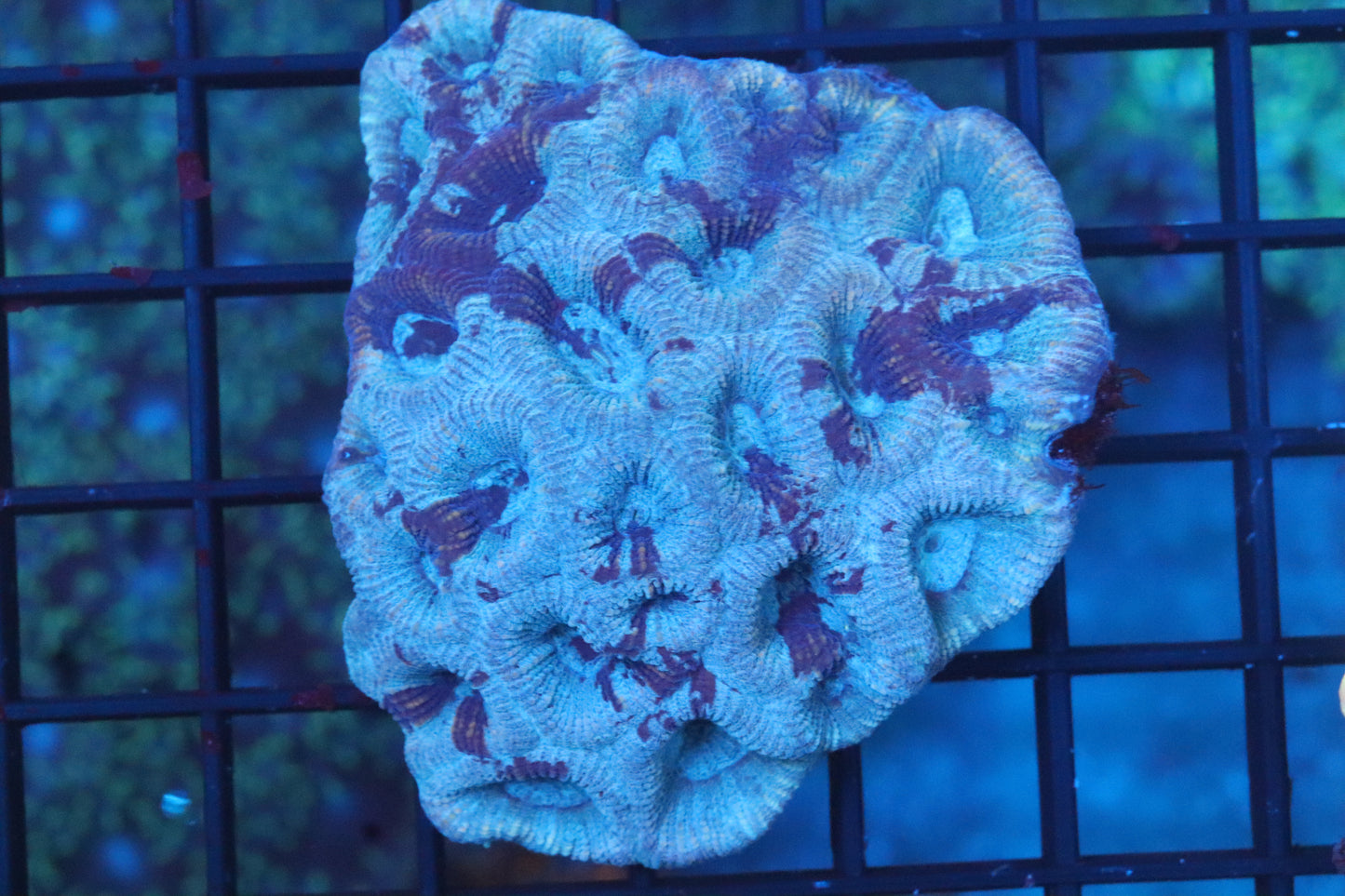 Lovebird Blue Favia Mini Colony