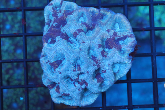 Lovebird Blue Favia Mini Colony