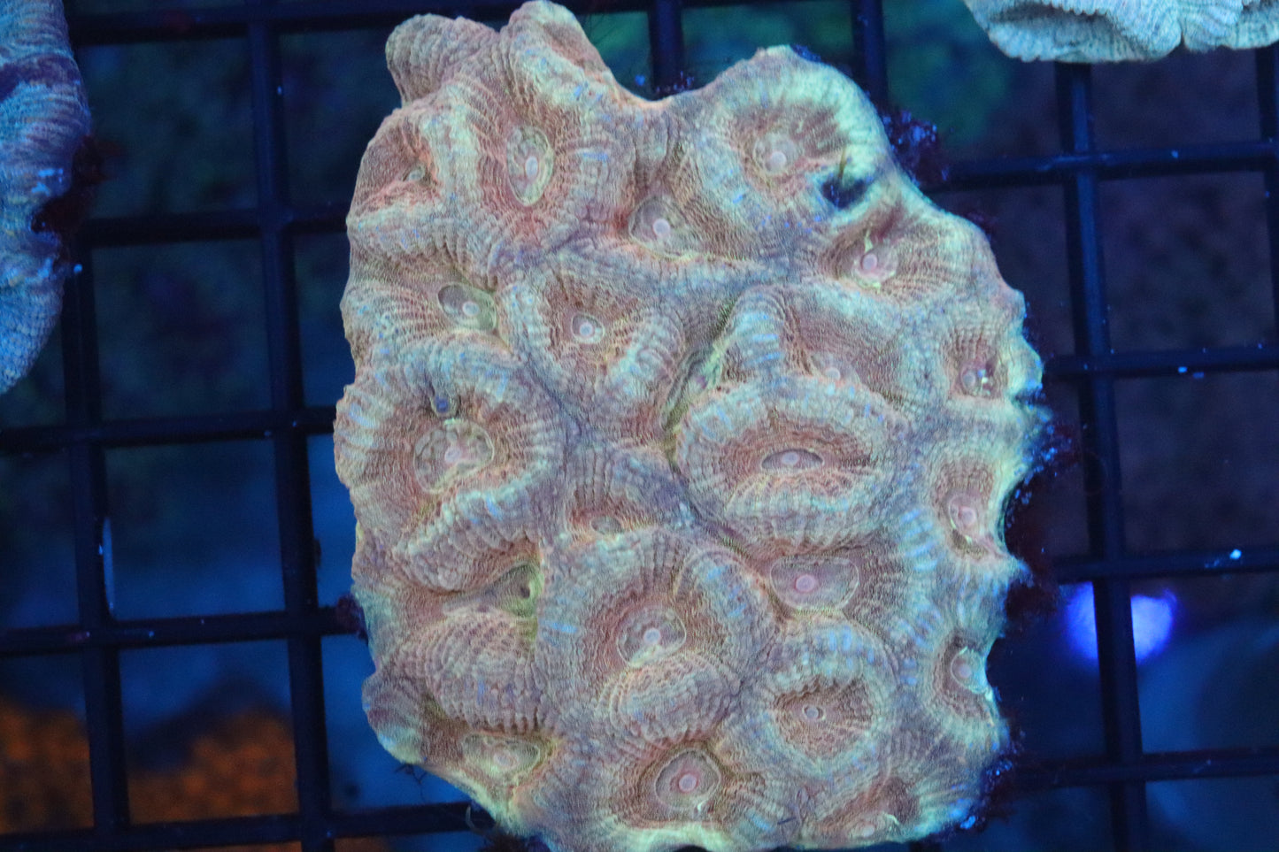 Orange Nugget Favia Mini Colony